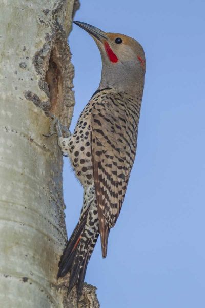 CO, Rocky Mts Red-shafted flicker by nest